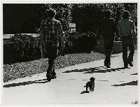 Generated thumbnail: Dogs on campus 06
