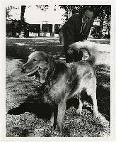 Generated thumbnail: Dogs on campus 09