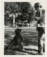 Generated thumbnail: Dogs on campus 11
