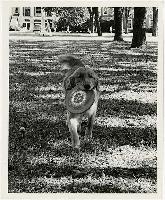Generated thumbnail: Dogs on campus 12