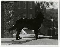 Generated thumbnail: Dogs on campus 21