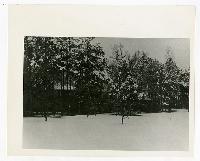 Generated thumbnail: Snow-covered landscape with trees circa 1940