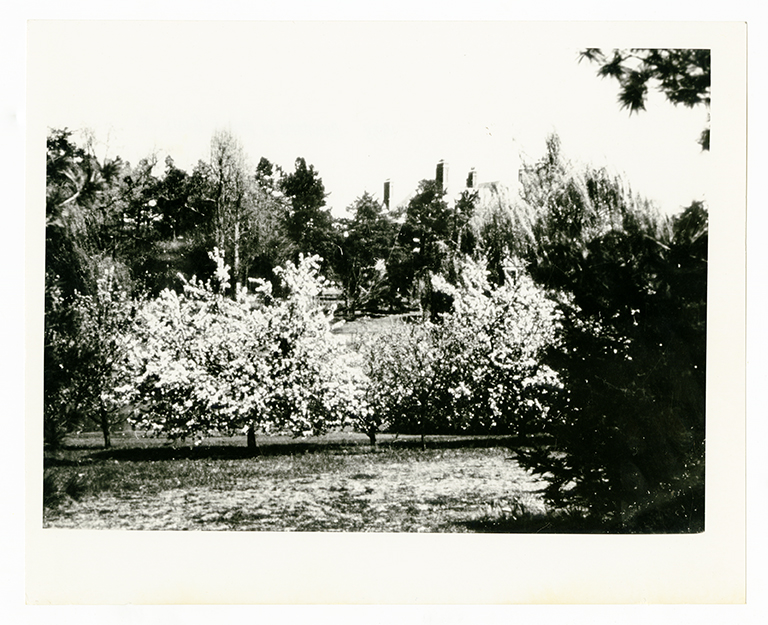 Blossoming trees at Graylyn Estate
