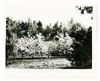 Generated thumbnail: Blossoming trees at Graylyn Estate