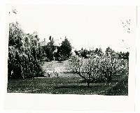 Generated thumbnail: Spring blossoms at Graylyn Estate 01