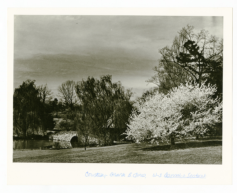 Spring blossoms at Graylyn Estate 02