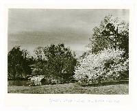 Generated thumbnail: Spring blossoms at Graylyn Estate 02