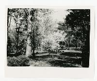 Generated thumbnail: Springtime trees at Graylyn Estate