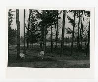 Generated thumbnail: Seating among trees at Graylyn Estate