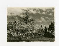 Generated thumbnail: Spring blossoms at Graylyn Estate 03