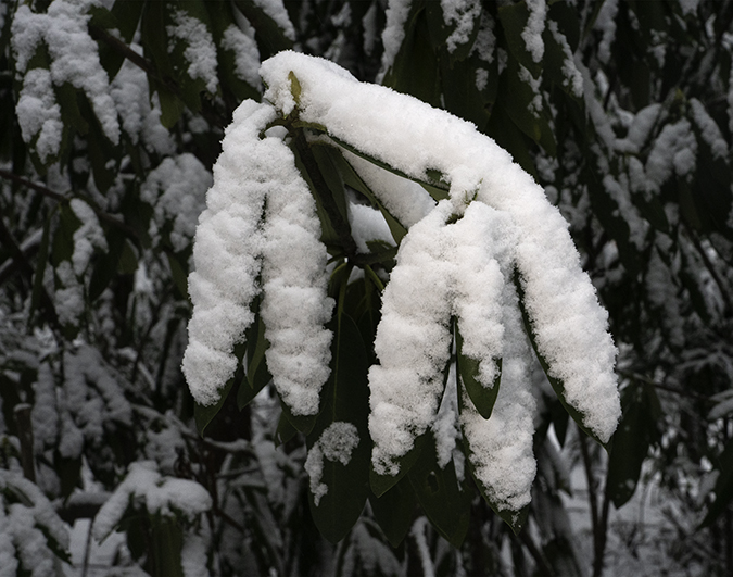 Snow on Rhody leaves