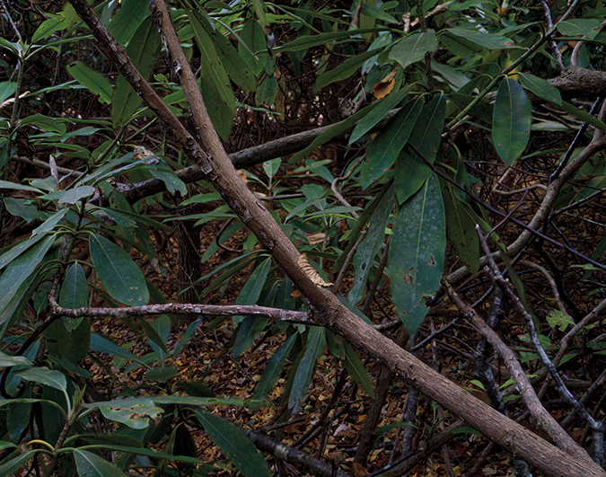 Rhody Jungle