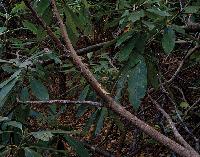 Generated thumbnail: Rhody Jungle