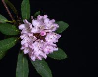 Generated thumbnail: Pink Flower Blossom