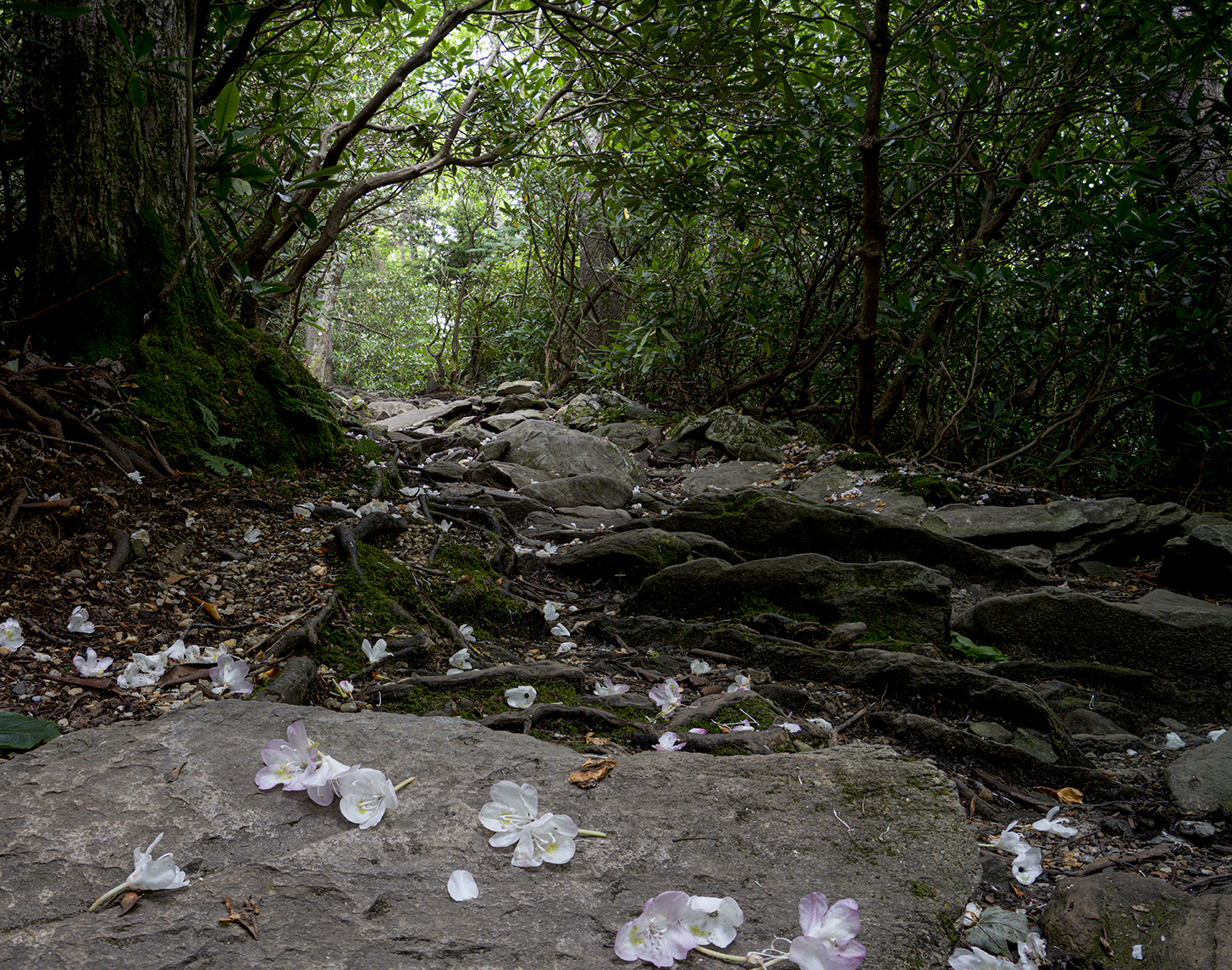 Beacon Heights Trail Edit-2