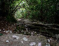 Generated thumbnail: Beacon Heights Trail Edit-2