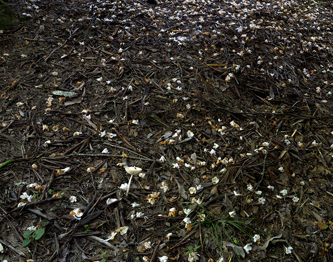 Blossoms on Ground