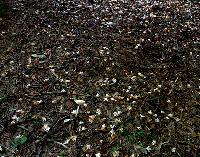 Generated thumbnail: Blossoms on Ground