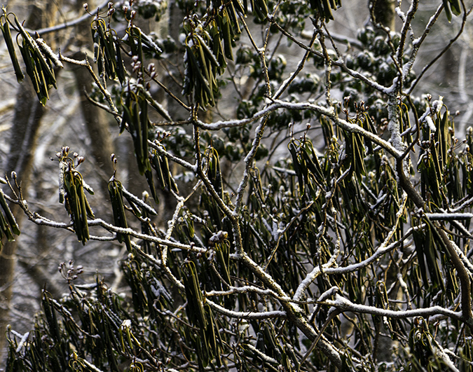 Cold Leaves Snow
