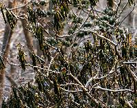 Generated thumbnail: Cold Leaves Snow