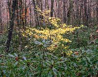Generated thumbnail: Fall Beech