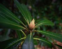 Generated thumbnail: Flower Bloom Bud