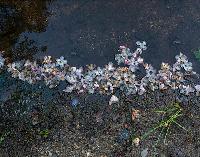 Generated thumbnail: Sims Pond Petals LEFT