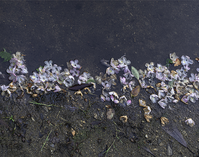 Sims Pond Petals RIGHT