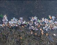 Generated thumbnail: Sims Pond Petals RIGHT