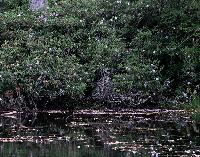Generated thumbnail: Sims Pond RIGHT