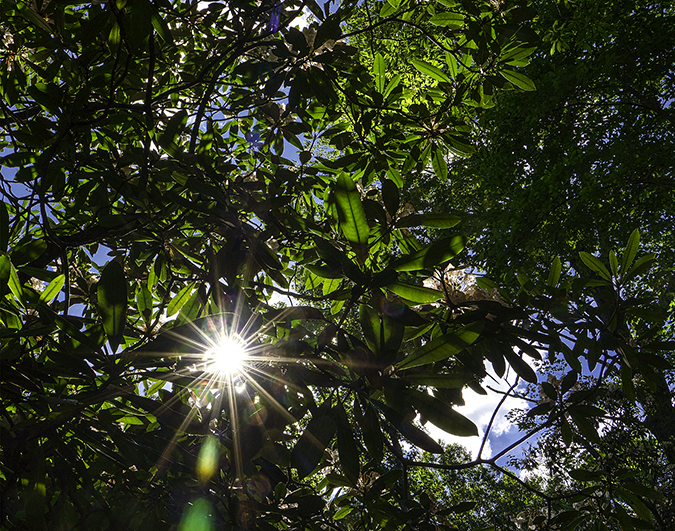 Sunburst Canopy