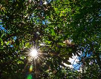 Generated thumbnail: Sunburst Canopy
