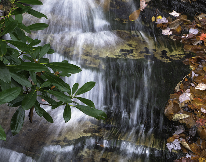 Waterfall Leaves