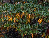 Generated thumbnail: Rhody with Fall Leaves