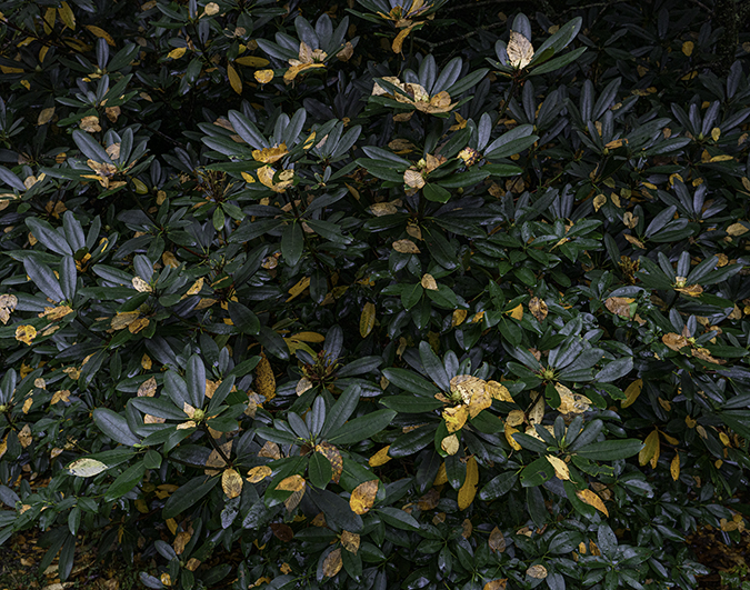 Rhody with Fallen Leaves