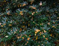 Generated thumbnail: Rhody with Fallen Leaves