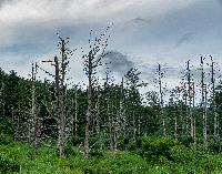 Generated thumbnail: Dead Hemlocks in Forest