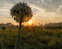 Generated thumbnail: Sunrise Garlic