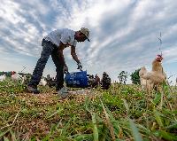 Generated thumbnail: Farm Hand Peanut