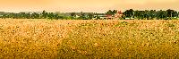 Generated thumbnail: Honeywood Farm Pano