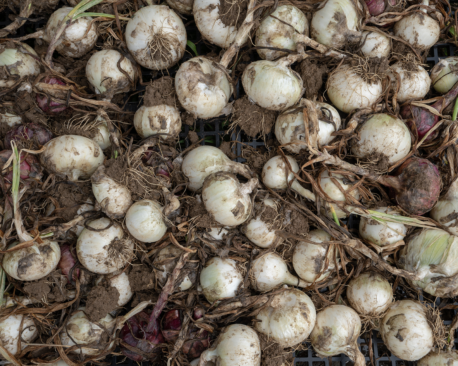 Onions