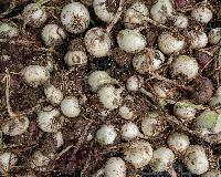 Generated thumbnail: Onions