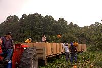 Generated thumbnail: Parkway Pumpkins