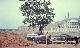 Generated thumbnail: Workers planting trees on the Magnolia Court